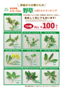 野草A4POP